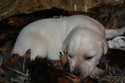 Yellow Labador Cross Retriever Puppy Pheasant Hunting in SD