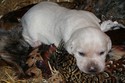 Yellow Labador Cross Retriever Puppy Pheasant Hunting in SD