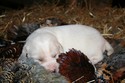 Hybrid Labador Cross Retriever For Sale in South Dakota at Pheasant City