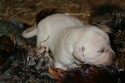 Yellow Labador Cross Retriever Puppy Pheasant Hunting in SD