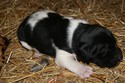 Black and White Spotted Shorthair Lab Cross Hunting Dog For Sale in South Dakota