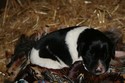 Lab Shorthair Cross Puppy for sale in South Dakota