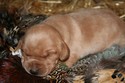 Labador Shorthair Hybrid Cross Puppy Pheasant Hunting at Pheasant City SD