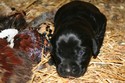 Hybrid Labador Retriever Cross For Sale in South Dakota at Pheasant City