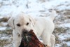 Yellow Labador Cross Retriever Puppy Pheasant Hunting in SD