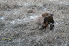Labador Shorthair Hybrid Cross Puppy Pheasant Hunting at Pheasant City SD
