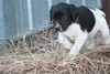 Lab Shorthair Cross Puppy for sale in South Dakota