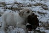 Hybrid Labador Cross Retriever For Sale in South Dakota at Pheasant City