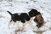 Black and White Spotted Shorthair Lab Cross Hunting Dog For Sale in South Dakota