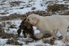 Yellow Labador Cross Retriever Puppy Pheasant Hunting in SD