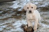 Yellow Labador Cross Retriever Pheasant Hunting in SD