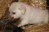 Lab Cross Retriever future South Dakota Pheasant Hunting at Pheasant City 