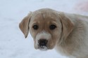 Yellow Labador Cross Retriever Pheasant Hunting in SD