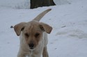 Yellow Labador Cross Retriever Puppy Pheasant Hunting in SD