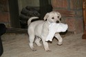 Yellow Lab Shorthair Cross Retriever Pheasant Hunting in SD