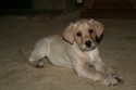 Yellow Labador Cross Retriever Puppy Pheasant Hunting in SD