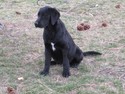 Hybrid retriever black lab puppy soon to be hunting in South Dakota