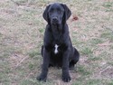Black lab puppy hunting in South Dakota