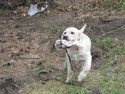 Yellow Labador Cross Retriever Pheasant Hunting in SD