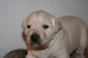 Lab Cross Retriever future South Dakota Pheasant Hunting at Pheasant City 