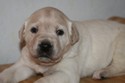 Yellow Lab Shorthair Cross Retriever Pheasant Hunting in SD