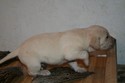 Shorthair Lab Cross soon to be hunting in Nebraska