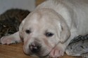 Labador Shorthair Cross Puppy for sale at Pheasant City South Dakota