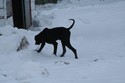 Started Black Lab Short Hair Cross Hunting in SD for Sale