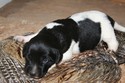 Lab Puppies for sale in South Dakota