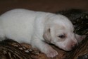 Short Hair Bronze White Male Lab Puppy from South Dakota Reserved NJ