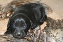 Lab Puppies for sale in South Dakota