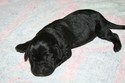 Hybrid Labador Cross Retriever For Sale in South Dakota at Pheasant City