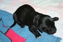 Black Lab Cross Hunting Retriever from Pheasant City Lodge in South Dakota