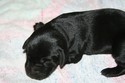 Hybrid Labador Retriever future Pheasant Hunter in South Dakota