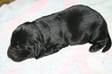 Hybrid Labador Retriever future Pheasant Hunter in South Dakota