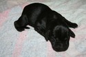 Hybrid Labador Retriever Cross For Sale in South Dakota at Pheasant City