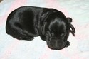 Hybrid Retriever for sale in South Dakota