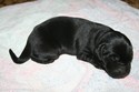 Black Lab Cross Hunting Retriever from Pheasant City Lodge in South Dakota
