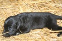 Hybrid Pheasant Hunting Retriever Puppy For Sale Lab Shorthair Cross Hunting Pheasant City Lodge German Shorthair Lab
