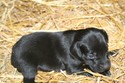Hybrid Pheasant Hunting Retriever Puppy For Sale Lab Shorthair Cross Hunting Pheasant City Lodge German Shorthair Lab