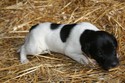 Lab Shorthair Cross Hunting Pheasant City Lodge German Shorthair Lab