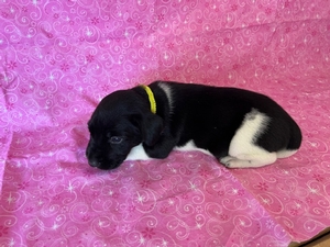 Lab shorthair cross hunting dog for sale soon to be hunting pheasant 