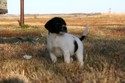 Black/White Spotted