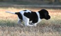 lab cross puppy for sale hunting in sd