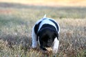 Lab cross hunting pheasant in South Dakota