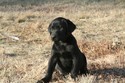 Black lab hunting in South Dakota at pheasant city