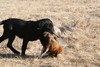 Black Female Lab