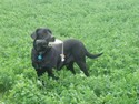 Lab Shorthair Cross Started Dog for sale in South Dakota
