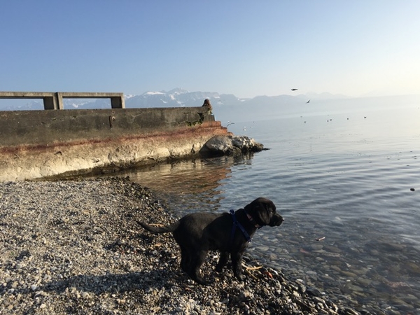 Joe- Switzerland