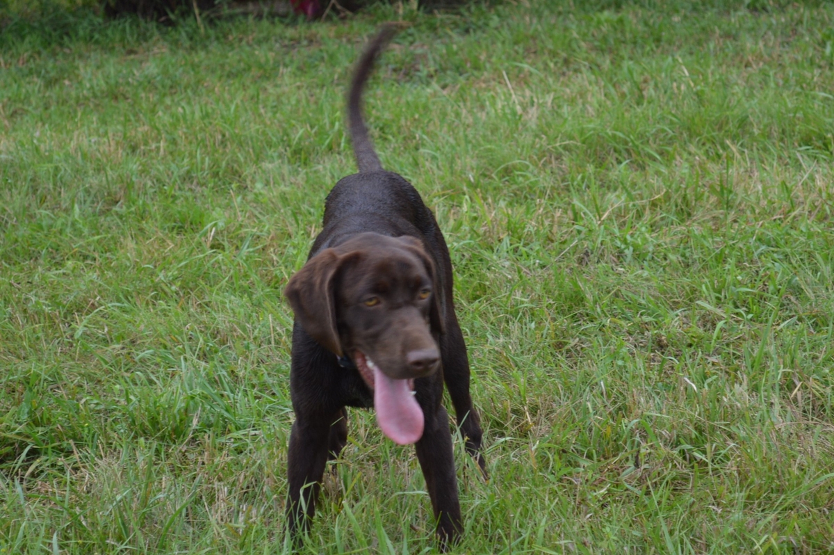 Chocolate Labrador Puppies for sale